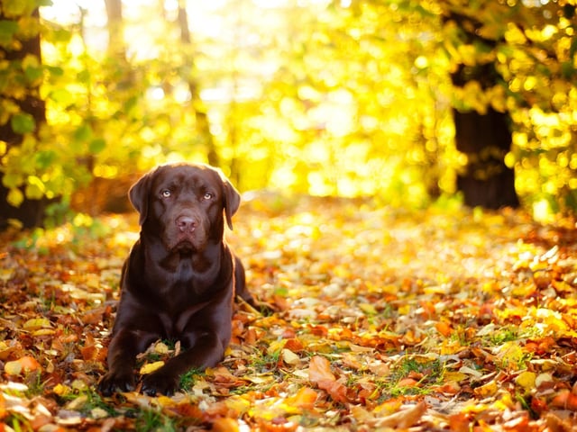 Firework season can last from October to New Year and make this time of year very stressful for some pets and their owners. To help reduce stress for your pet, make your pet a den to retreat to during the fireworks and close curtains and play music to help block out the noise. Walk your dog earlier in the day before it gets dark to avoid being out when fireworks are going off and bring any outdoor pets inside. If you are worried about your pet, ask your vet about Nutracalm – a natural, fast acting calming supplement for cats and dogs.