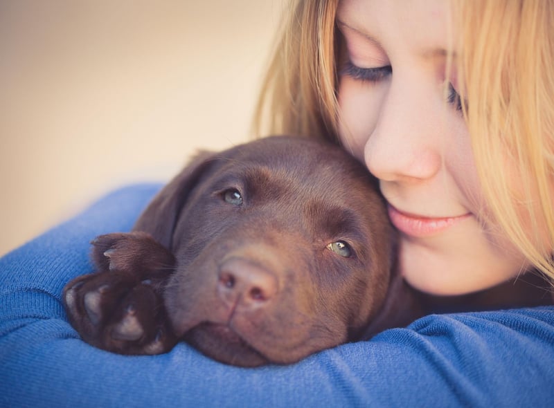 It'll come as no surprise to anybody who has owned a Labrador Retriever - the UK's most popular dog - that they feature prominently in this list. They are famously gentle, loyal and very affectionate.