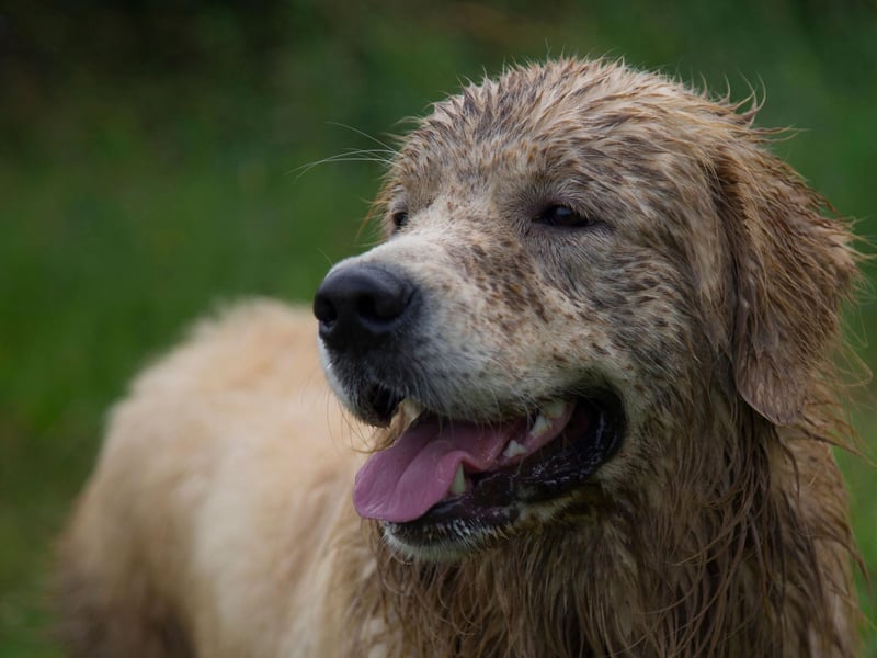 Check for any rips and lose threats before washing your dog's clothing, these can become worse when put in the washing machine.