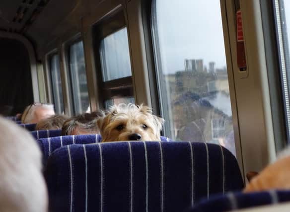 Claire's second tip: "If your dog is not great at travelling or has never been on a train before, start them off with just going to the station and sitting on the platform. When they are ready, go on the train for a short journey and build up from there. Travel at quieter times so your dog will have more space."