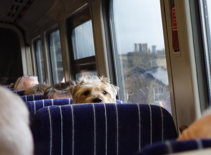Claire's second tip: "If your dog is not great at travelling or has never been on a train before, start them off with just going to the station and sitting on the platform. When they are ready, go on the train for a short journey and build up from there. Travel at quieter times so your dog will have more space."