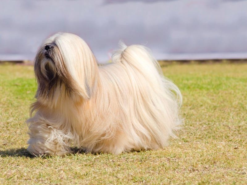 The elegant Lhasa Apso is originally from Tibet where it was often used as a watch dog. This alert breed gets on well with other humans, but less so with fellow canines.