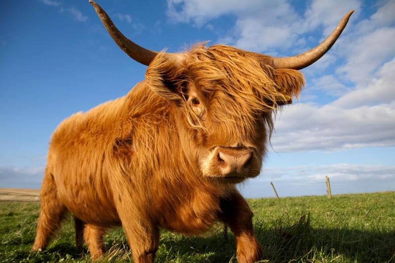 Although rain is culturally seen as 'depressing weather' this phrase reminds us that "every cloud has a silver lining" - what's miserable rain to you is a joyful shower for a Highland Coo.