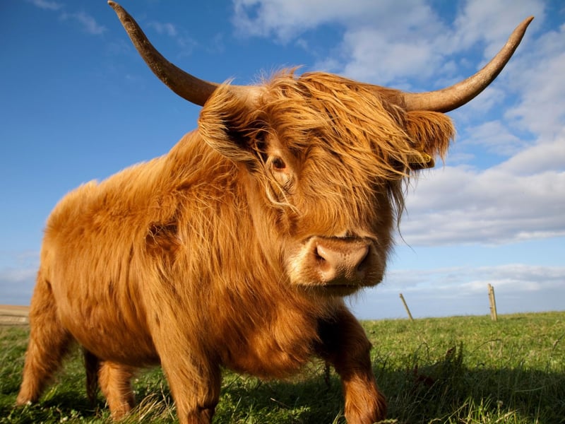 Although rain is culturally seen as 'depressing weather' this phrase reminds us that "every cloud has a silver lining" - what's miserable rain to you is a joyful shower for a Highland Coo.