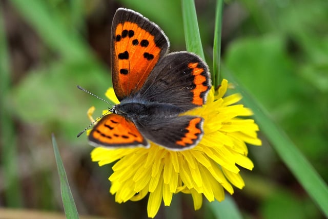 The tiny Small Copper butterfly has two broods each year and the first is on the wing this month. They are widespread in both countryside and urban areas and can be seen on warm and sunny days. The metallic colour that they are named after makes them easy to identify, although you're unlikley to see more than a couple in any one place - the males are very territorial and chase away rival butterflies.