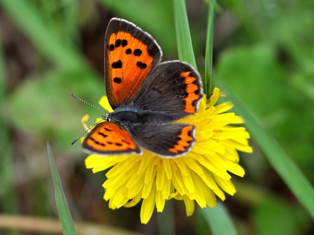 The tiny Small Copper butterfly has two broods each year and the first is on the wing this month. They are widespread in both countryside and urban areas and can be seen on warm and sunny days. The metallic colour that they are named after makes them easy to identify, although you're unlikley to see more than a couple in any one place - the males are very territorial and chase away rival butterflies.