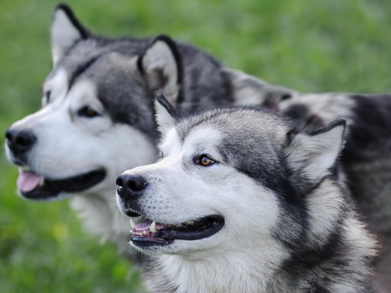 Another dog bred to withstand chilly temperatures in its icy homeland, the Alaskan Malamute has thick long hair that sheds constantly for much of the year.