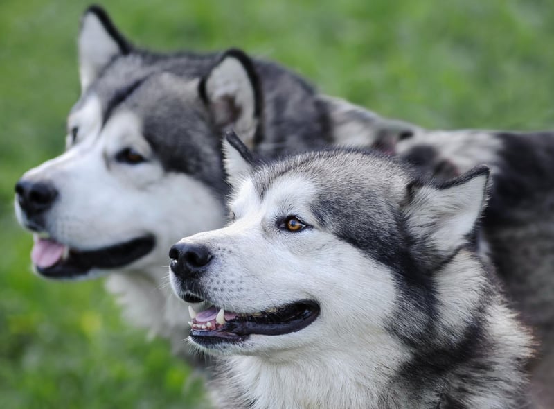 Another dog bred to withstand chilly temperatures in its icy homeland, the Alaskan Malamute has thick long hair that sheds constantly for much of the year.