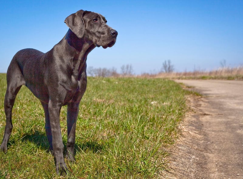 A Great Dane called Just Nuisance remains the only dog ever to be enlisted in the Royal Navy. He served in South Africa from 1939-1944, helping to enlist troops for World War Two and was buried with full military honours.