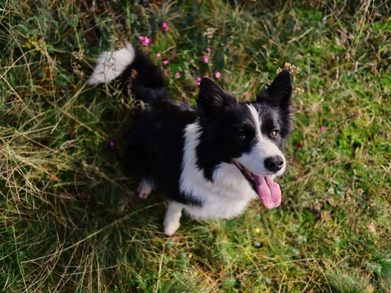 There's a reason that Border Collies are a favourite for the tricky business of herding sheep - they are incredibly intelligent and learn amazingly fast.