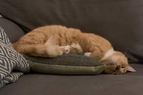 New sofa? Nothing wrong with the old one. Mum's the Word. J Christie