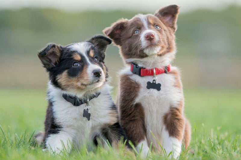 Meggie is the number one name for a girl dog in the Czech Republic.