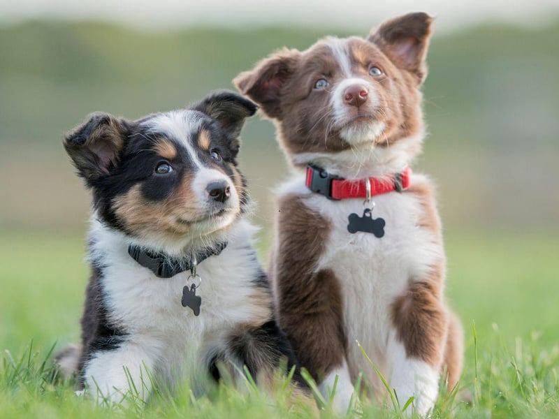 Meggie is the number one name for a girl dog in the Czech Republic.