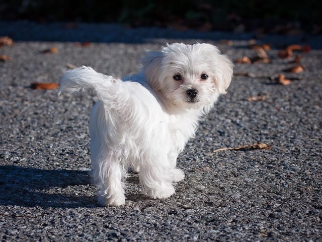 The happy-go-lucky Maltese is a breed that tends to live for 12-16 years.