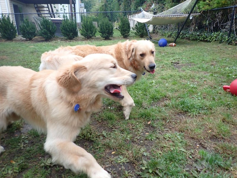 Golden Retrievers, like their Labrador Retriever cousins, instantly want to become every other dog's best friend. The only difficulty comes when they meet a dog that doesn't want to play - they genuinely don't understand why other pups wouldn't swiftly fall in love with them.