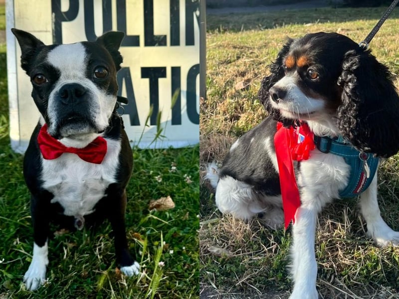 Helen Montague's dog Heston (left) and Mike Birtwistle’s dog Reggie (right) outside polling stations.