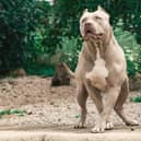 Prime Minister Rishi Sunak is set to announce a ban on American Bully XL dogs. Photo: Luxorpics