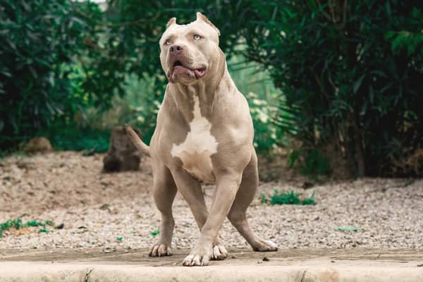Prime Minister Rishi Sunak is set to announce a ban on American Bully XL dogs. Photo: Luxorpics