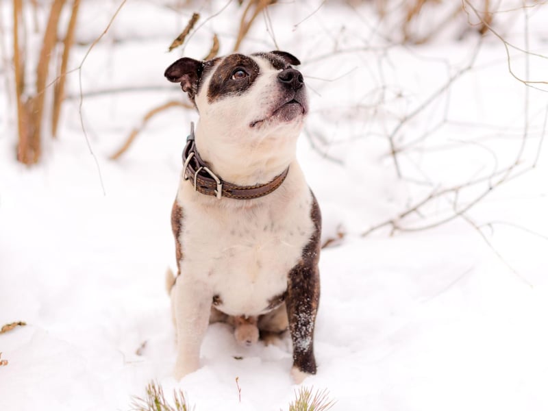 The Staffy originated in the Black Country of the Midlands and is a mix of Old English Bulldog and Old English Terrier.