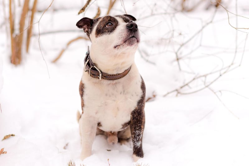 The Staffy originated in the Black Country of the Midlands and is a mix of Old English Bulldog and Old English Terrier.