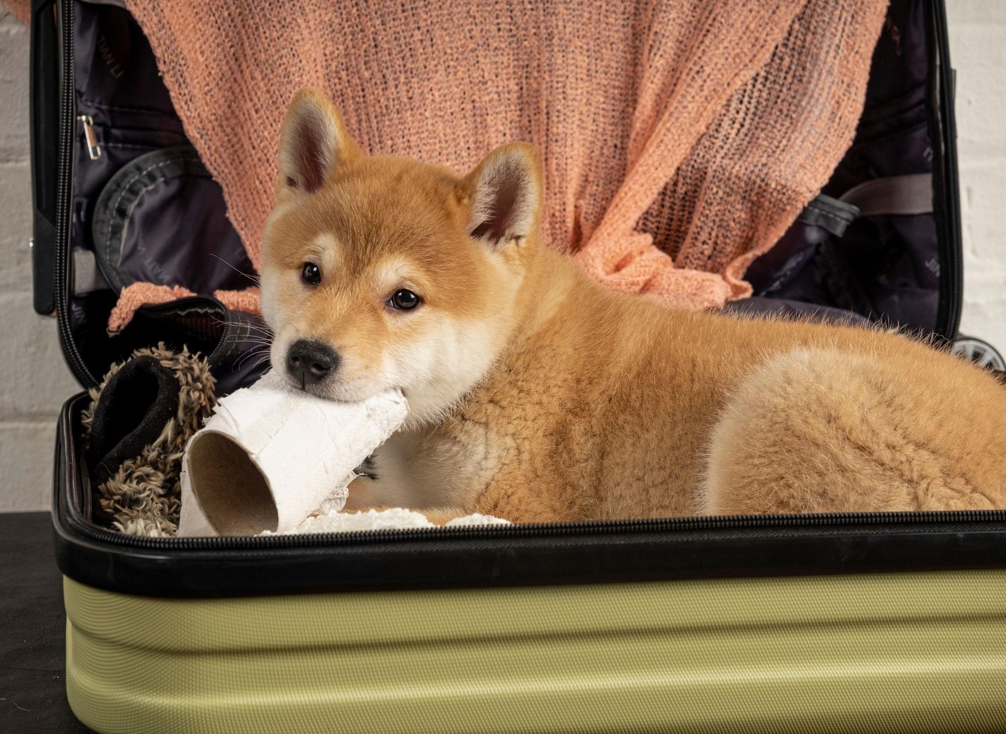 Fun facts about shiba deals inus