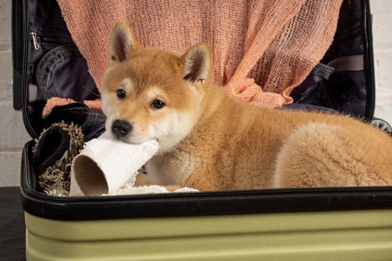 Dog historians believe the Shiba Inu is likely the result of a cross between the Jomon-jin’s dogs and dogs that came to Japan with a new wave of immigration in around 300 BC.