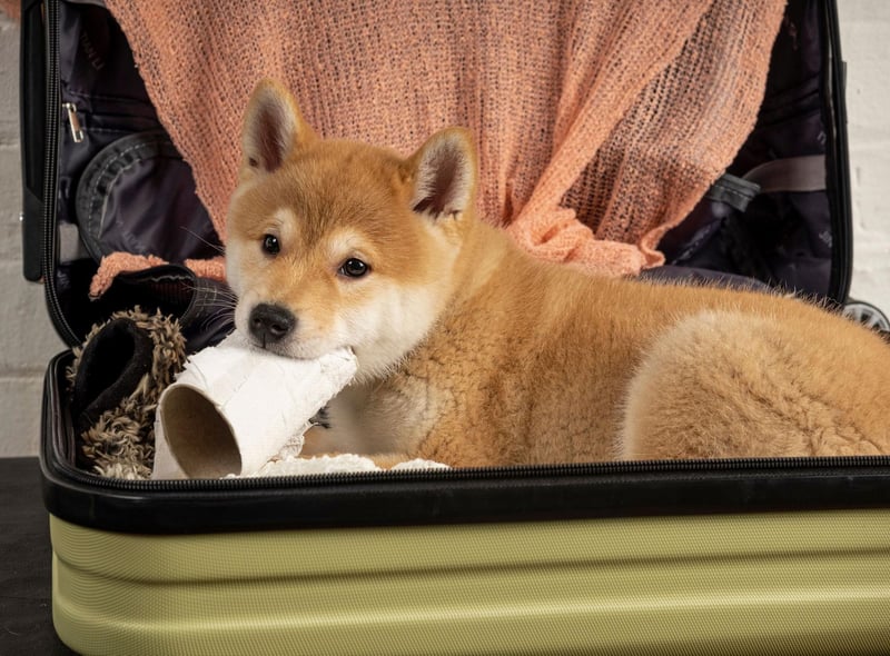 Dog historians believe the Shiba Inu is likely the result of a cross between the Jomon-jin’s dogs and dogs that came to Japan with a new wave of immigration in around 300 BC.