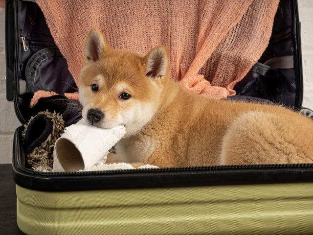 Dog historians believe the Shiba Inu is likely the result of a cross between the Jomon-jin’s dogs and dogs that came to Japan with a new wave of immigration in around 300 BC.