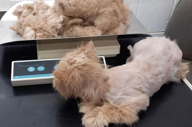 These fashionable cats require a much bigger grooming commitment.