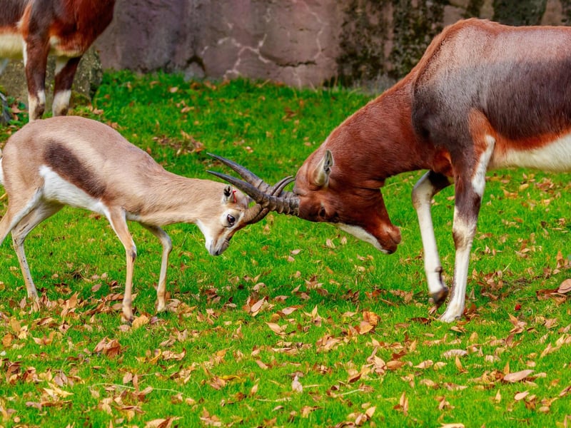 No, we're not referring to a romantic exchange with a Glaswegian. Instead a "Glasgow kiss" refers to a headbutt attack, as commonly seen amongst Goats.