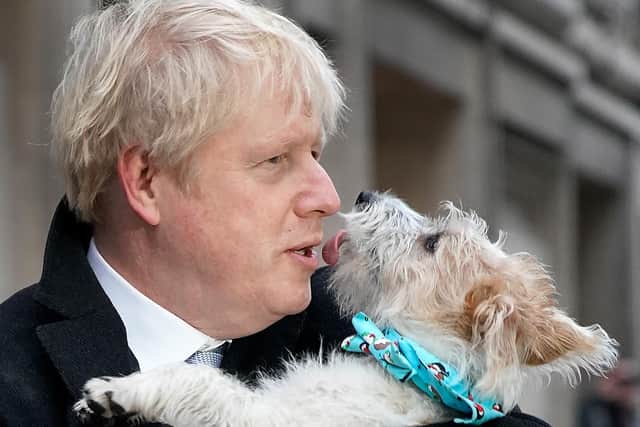 Boris Johnson with Dilyn on General Election polling day. One year on, the dog's a star, a rascal and right at the heart of government intrigue (Picture: Christopher Furlong/Getty Images)