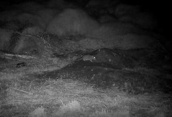 The rat was snapped in a camera-trap. Rodents pose a huge threat to ground-nesting seabirds