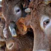 Pardon moo! Cattle are major producers of methane gas