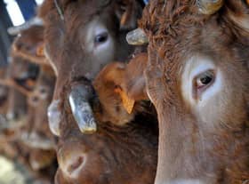 Pardon moo! Cattle are major producers of methane gas
