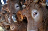 Pardon moo! Cattle are major producers of methane gas