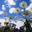 Scots are being warned to stay away from toxic giant hogweed, a dangerous plant which can cause serious blistering and burns to the skin and even blindness in humans and animals. Picture: NatureScot
