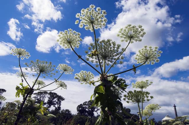 Giant hogweed: Warning over dangers to people and pets from toxic plants in Scotland | The Scotsman Giant hogweed: Warning over dangers to people and pets from toxic plants in Scotland | The Scotsman