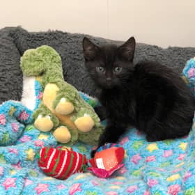 The SSPCA has asked for help to hand-rear an influx of kittens.