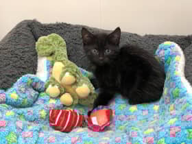 The SSPCA has asked for help to hand-rear an influx of kittens.