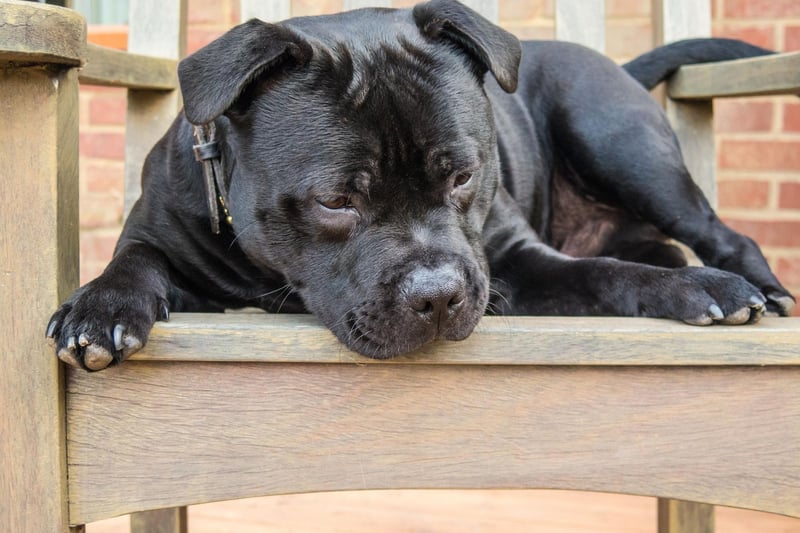 Rocky is the fourth most common name with Staffordshire Bull Terrier owners. It shows the enduring popularity of the Rocky films, starring Sylvester Stallone as the titular American boxer.