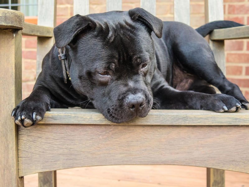 Rocky is the fourth most common name with Staffordshire Bull Terrier owners. It shows the enduring popularity of the Rocky films, starring Sylvester Stallone as the titular American boxer.