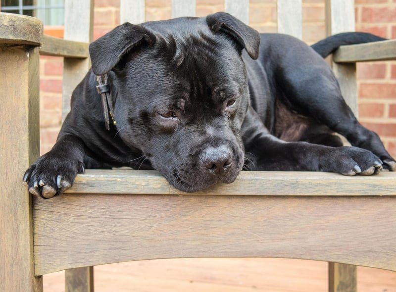Rocky is the fourth most common name with Staffordshire Bull Terrier owners. It shows the enduring popularity of the Rocky films, starring Sylvester Stallone as the titular American boxer.