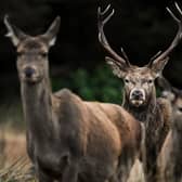 Red deer are set to be culled at the vast Scottish estate. Picture: Getty Images