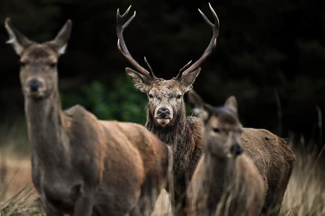 Red deer are set to be culled at the vast Scottish estate. Picture: Getty Images