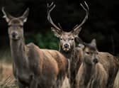 Red deer are set to be culled at the vast Scottish estate. Picture: Getty Images