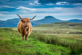 Sustainable Scotland explores the creativity and ingenuity in the Scottish farming community, against all odds