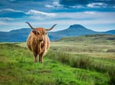 Sustainable Scotland explores the creativity and ingenuity in the Scottish farming community, against all odds