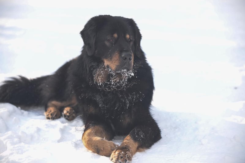 Originating in the towering Himalaya mountains, the Tibetan Mastiff has a winter coat and a summer coat, meaning they can cope with all extremes of weather.