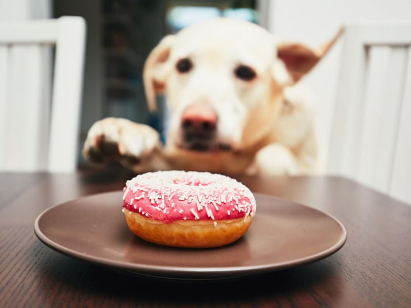 Most dogs seem to be pretty much permanently hungry, so it's amazing that only 38 per cent of owners report their dog stealing food from across the house, including kitchen counters and handbags. We imagine this figure rises to 99 per cent for Labrador owners.