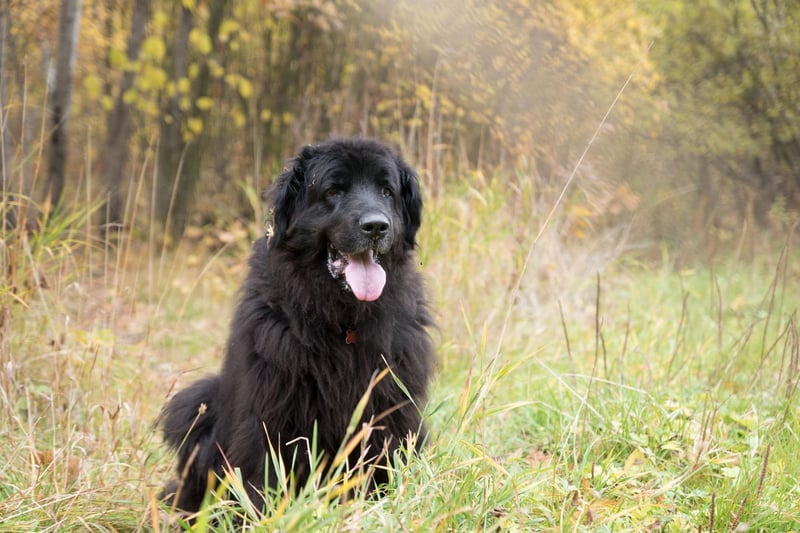 The huge Newfoundland is the very definition of a gentle giant. Their lack of aggression means that they are known as 'nanny dogs' due to their gentle nature and the fact that they get on so well with young children.